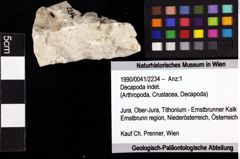 Foto (Objket + Etiketten) von Decapoda indet. 